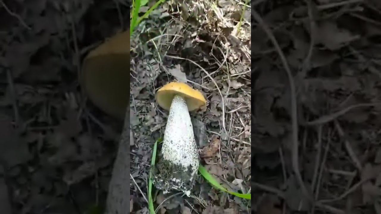 ГРИБНИК В ВОСТОРГЕ ОТ ЭТОЙ ГРИБНОЙ  СКАЗКИ! СБОР ГРИБОВ! ЧАСТЬ 1 . #shorts #mushrooms  #грибы