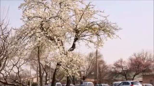 ПОГОДА В УЗБЕКИСТАНЕ  НА 5 - 8 МАРТА