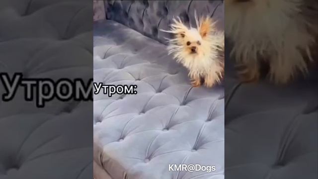 Утренняя прическа, когда забыла просушить волосы вечером💥😂 ( смешные видео )