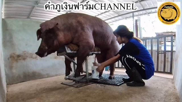 EP.128 Mr.Ben Duroc KPN 010|ฝึกพ่อพันธุ์ขึ้นหุ่น|season2|ข้อดีของการผสมเทียม|@PALPALjittima