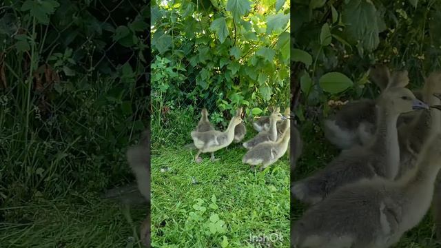 милые пушистые гусятки