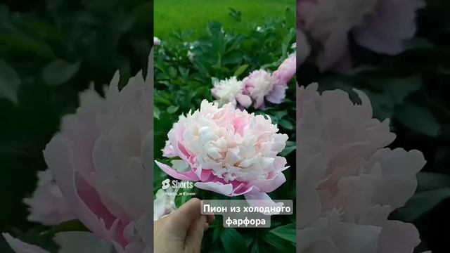 Пион из холодного фарфора