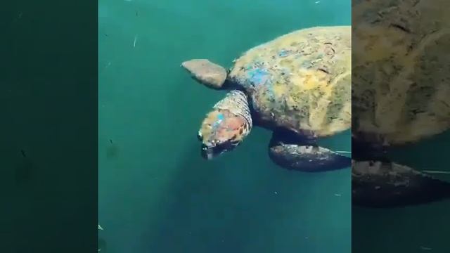 Морские черепахи карета карета острова Кефалония