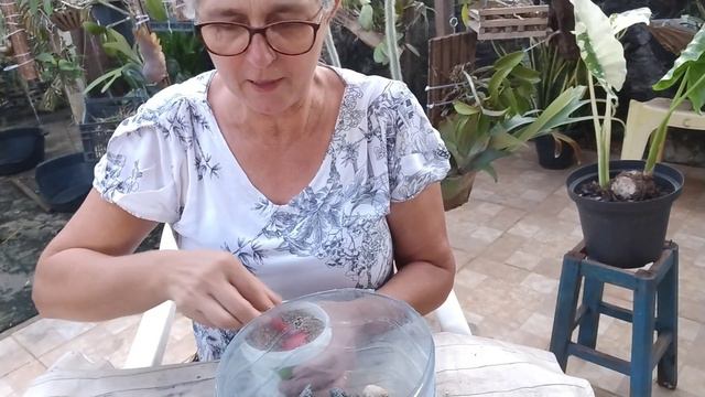 🟣MÉTODO FÁCIL PARA RECUPERAR UMA ORQUÍDEA DEBILITADA ❗❗