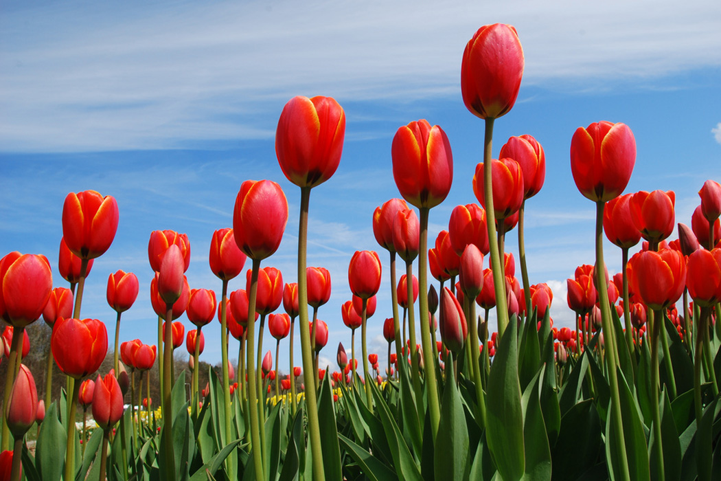 Парад тюльпанов в Никитском ботаническом саду 2024