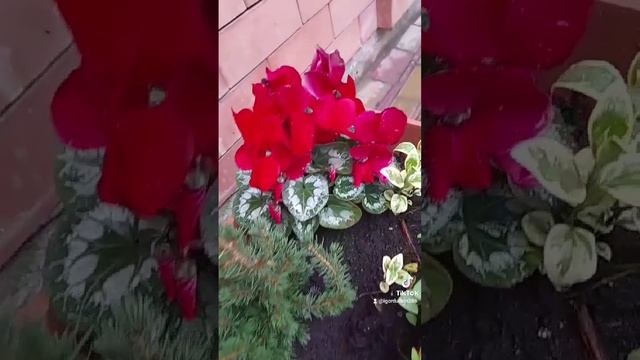 VIDпрабу 
О земном небе или о богоподражательном бесстрастии и совершенстве.