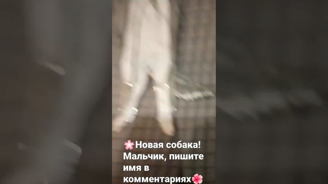 🌺Новая бумажная собака! Мальчик порода бордер-колли, пишите имя в комментариях🌸💗