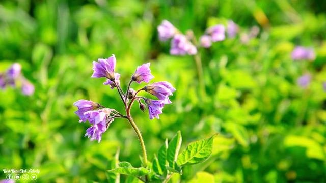 Божественная музыка трогает сердце! Одна из лучших песен о любви! Лучшая музыка сергей гричук