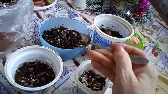 Посадила семена декоративных культур:каштан, хурма, тëрн, кумкват...