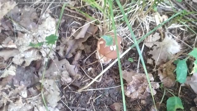 VID_20240802_145926.mp4