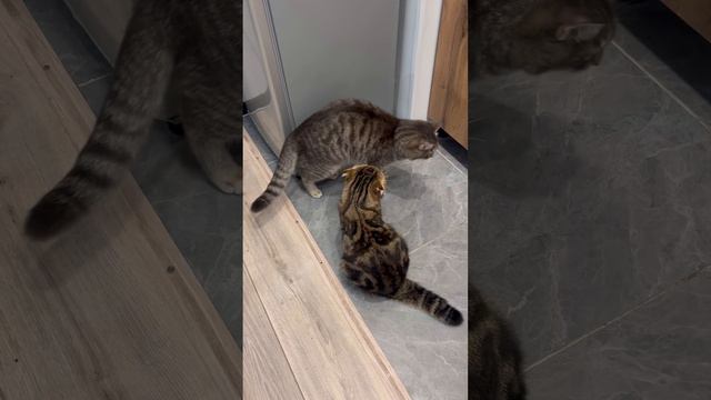 Шотландская вислоухая кошка и трусливый кот драка