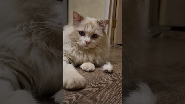 Красавчик Регги ждёт Ваших лайков) #cat #funny #cute #animal #catlover #kitten