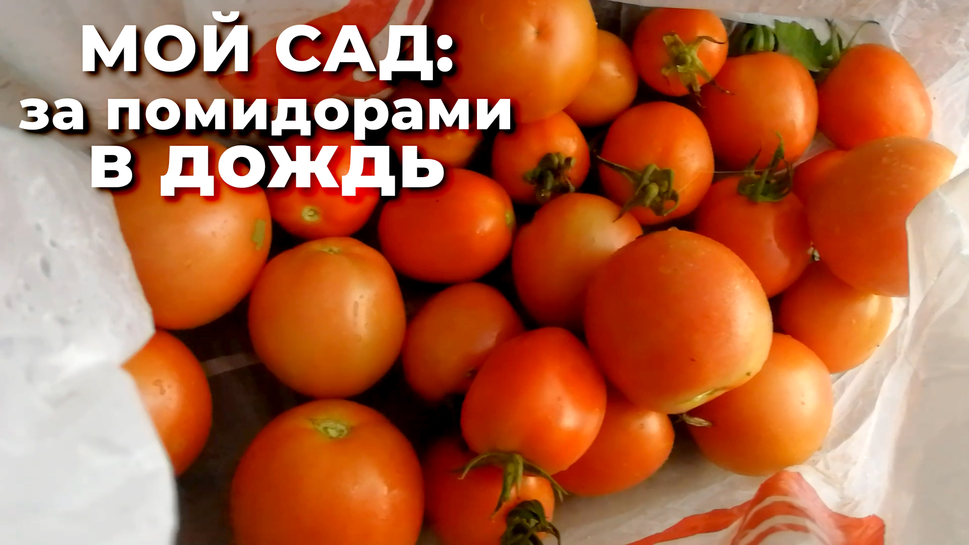 Мой сад, 10 сентября