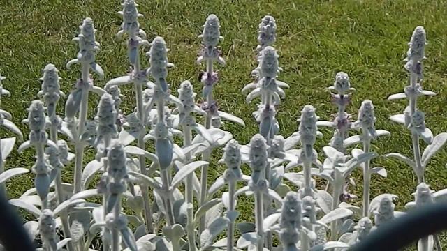 Stachys byzantina