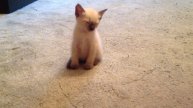 Котенок засыпает (смотреть до конца)))))