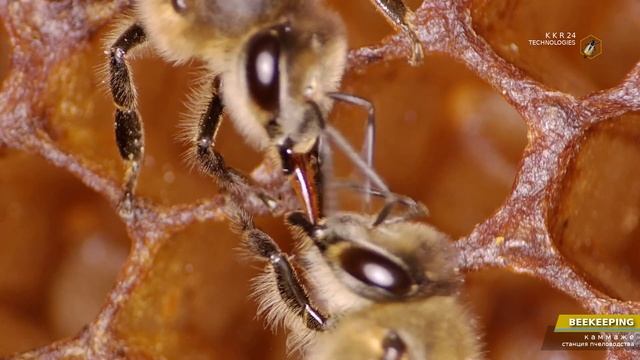 Серая горная кавказская пчела под микроскопом