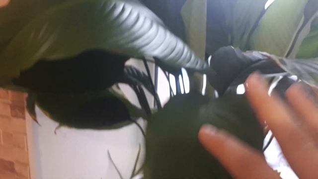 Чем зимой нужно поливать цветы..