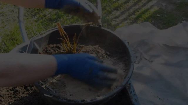 Нимфеи водяные лилии делим и пересаживаем.