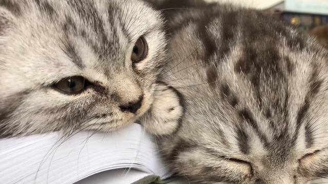 Котята шотландской вислоухой 1-2 месяца. Kittens scottish fold and scottish straight.