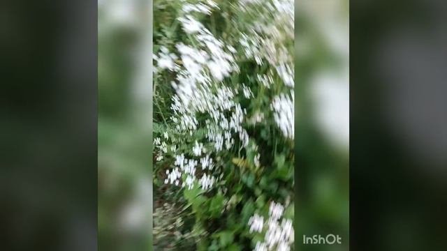 Мой самый лучший братик научился говорить Йоу