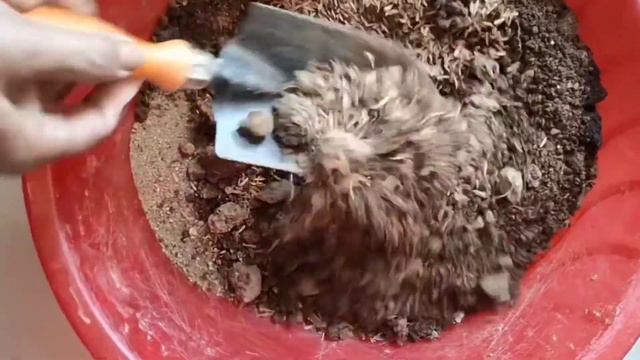 Easy way to plant petunia || winter flowering plant || mithila garden by manju