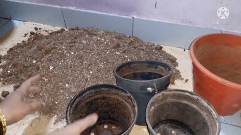 gladiolus bulb | how to grow gladiolus bulb | gladiolus flowring plant | season of gladiolus flowe