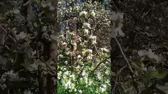 Яблони в цвету парк Сосновка петербург красота цветение