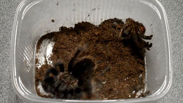 Кормление паука птицееда Brachypelma albopilosum (Tliltocatl albopilosum)