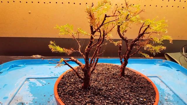 Nursery Stock Thuja Occidentalis Rheingold Beginnings Part 3