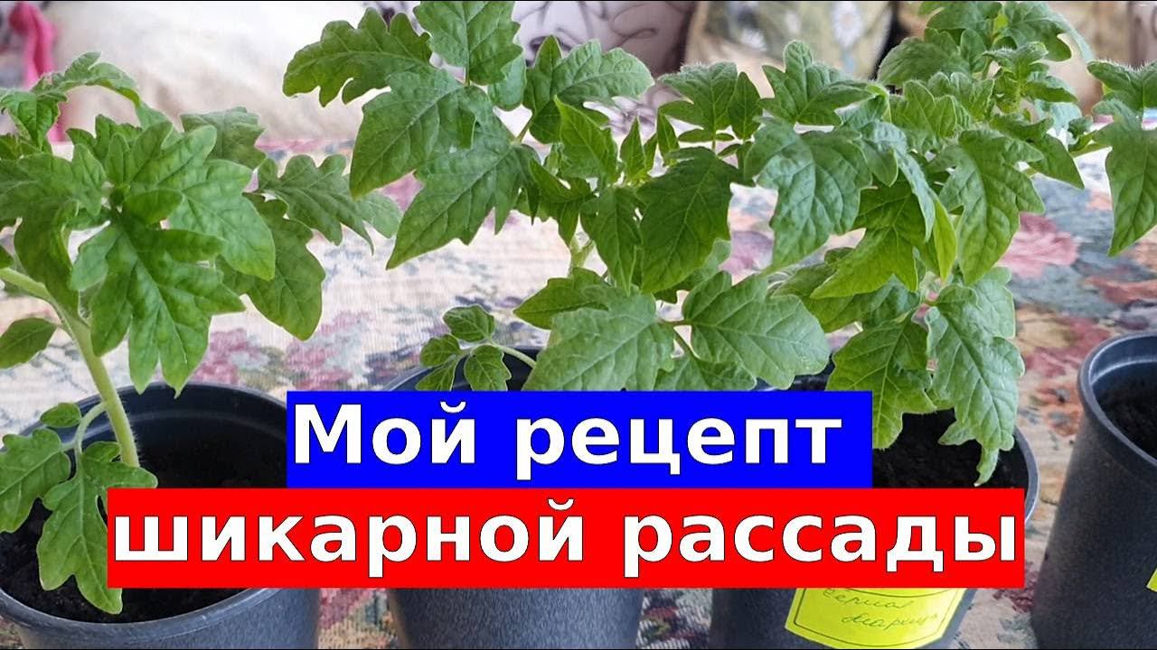 Мой рецепт шикарной рассады: мощные корни, зеленые листья и здоровый вид