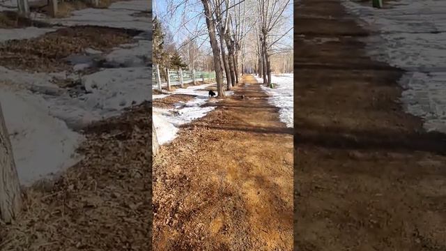 Хорошо когда у тебя друг овчарка#собаки#коты#йоркшерский терьер
