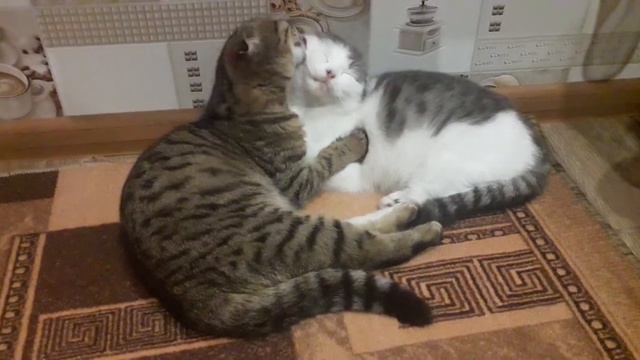 2 кота и нежность. 2 cats and tenderness