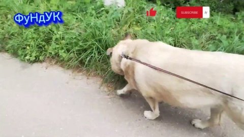 Балу и поводок