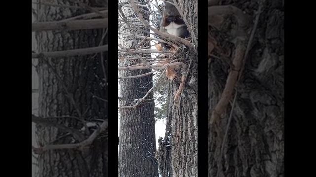 19 Декабря. Рыжик куцехвост.mp4