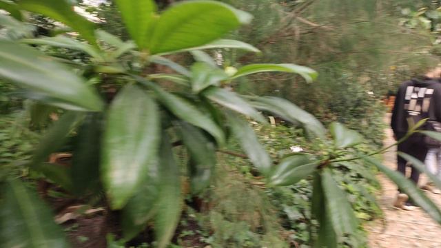 Уфимский научный Ботанический сад-институт 20 мая 2024 оранжерея теплица с деревьями тропическими