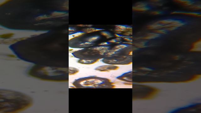 Vittina Turrita Larva личинка улитки 120 дней