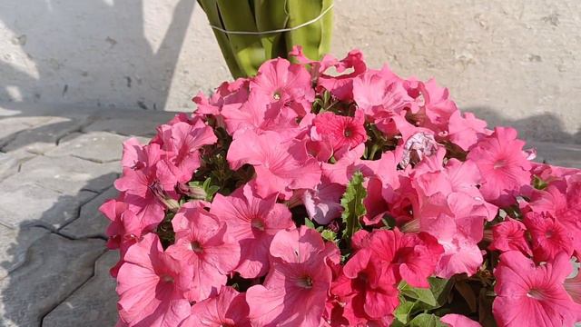 garden guru #garden #supar garden#flower#pitoniya flower 🌼🌻🌼🌼🌼