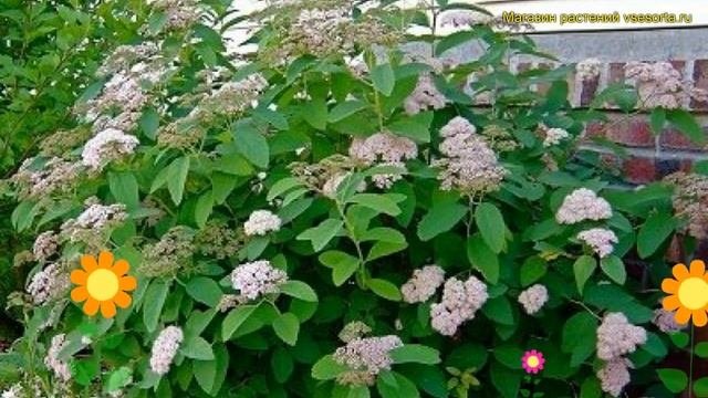 Спирея фрица фришиана. Краткий обзор описание характеристик где купить саженцы spirea