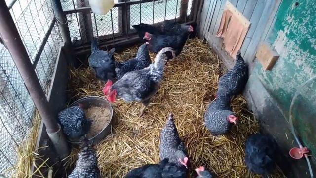 Куры зимой не несутся.Что делать?