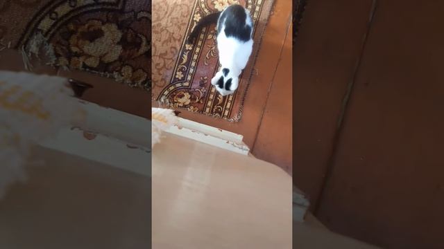 Играю с котенком
