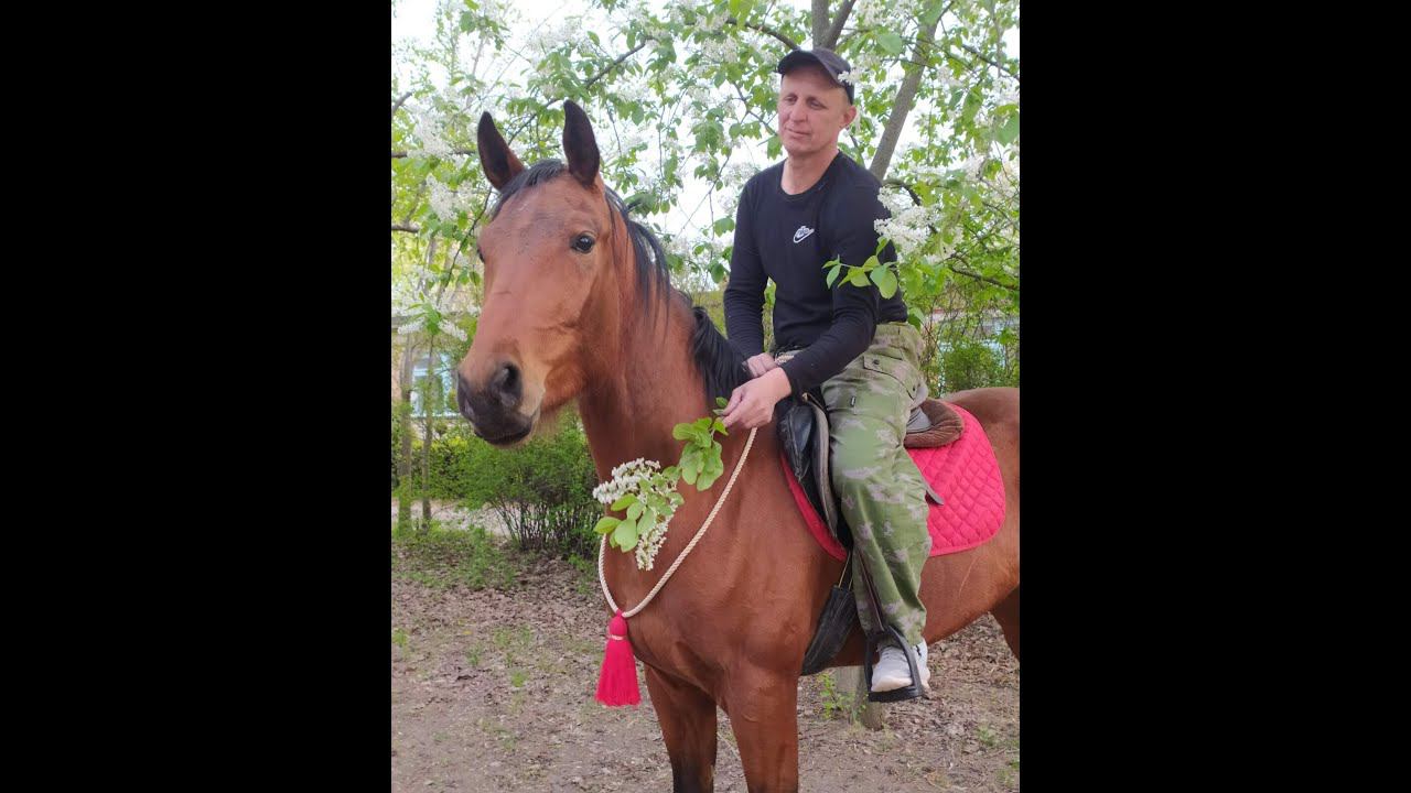 Лошадь.Кордео и другие способы управления  1 часть. Horse.Cordeo and other management methods 1part.