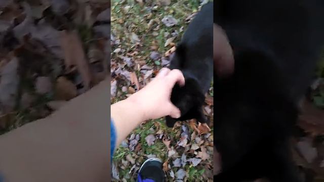 Walking with the Kitties