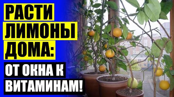 🚫 Лимонное дерево в подарок 😎 Лимон посадка и уход в открытом грунте