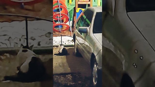 У кота губа не дура Нашёл где яйца лизать Возле Кабана видимо качество блеска тестикулов выше #short