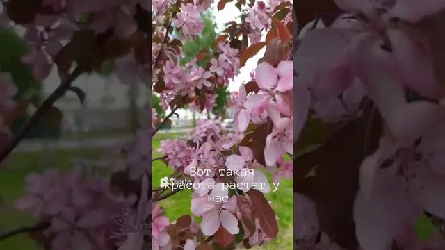 Красивое дерево.