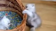 Очень веселые позитивные котята! 1151