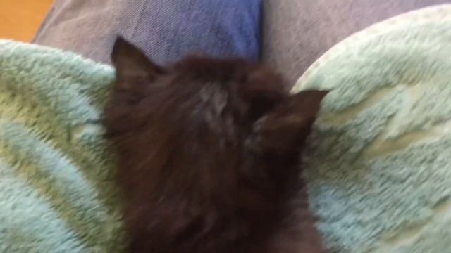 July 18. Котенок Оскар на даче. Знакомство с обитателями дачи.