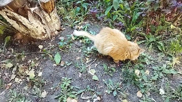 Ой, какая милая рыжая кошечка! 😻🍂