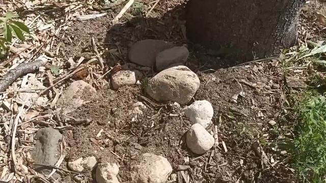 ПРЕВРАЩАЕМ КОСТИ В ДЕЛИКАТЕС