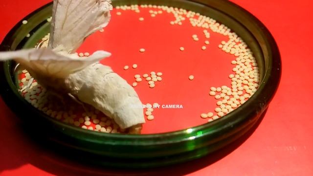 Single MOTH Goes Crazy on laying 1000 eggs | Silkworm Cocoon | Butterfly lifecycle timelapse
